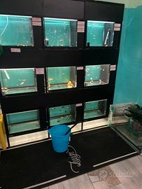 Batteria vasca acquario