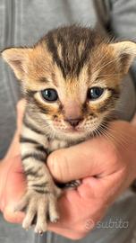 Cuccioli Bengala con Europeo