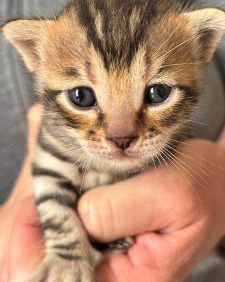 Cuccioli Bengala con Europeo