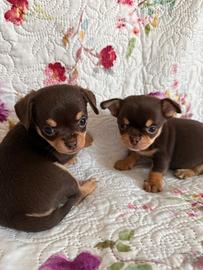 Chihuahua cuccioli con pedigree Enci