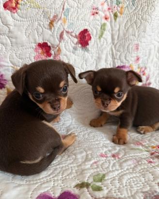 Chihuahua cuccioli con pedigree Enci