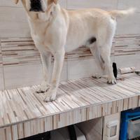 Labrador maschio