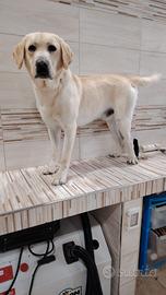 Labrador maschio
