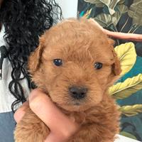 Barboncini toy e minitoy