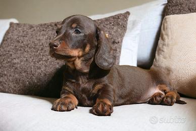 Cuccioli bassotto nano-allevamento certificato