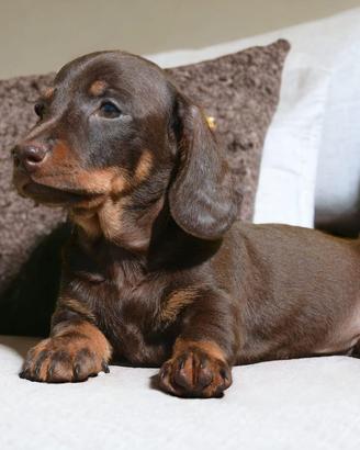 Cuccioli bassotto nano-allevamento certificato