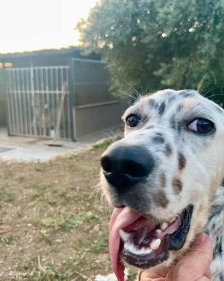 Setter