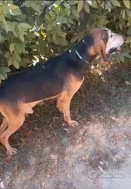 Segugio italiano