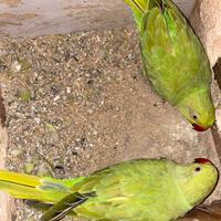 2 anni di età colore Verdi