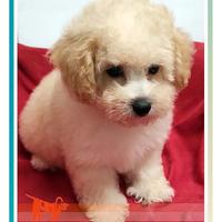 Cuccioli di MALTIPOO