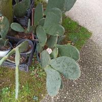 piante di fico d'India