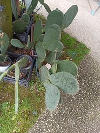 piante di fico d'India