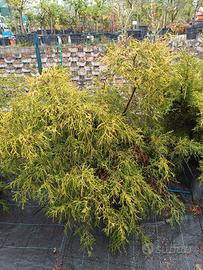 pianta conifera sempreverde 