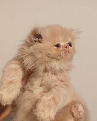 Gattini persiani crema