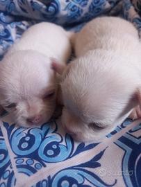 Chihuahua