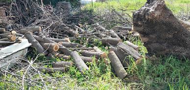 legna di leccio e quercia