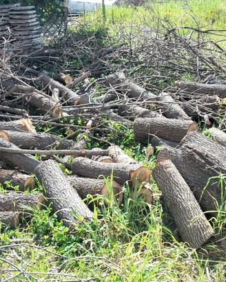 legna di leccio e quercia
