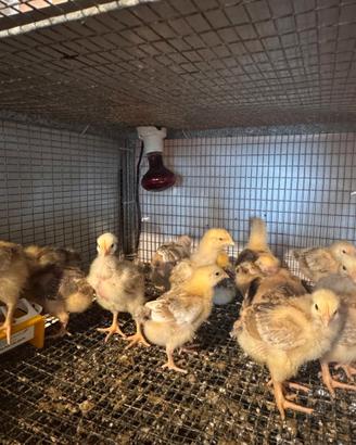 Galline e galletti di 30-75 giorni disponibil