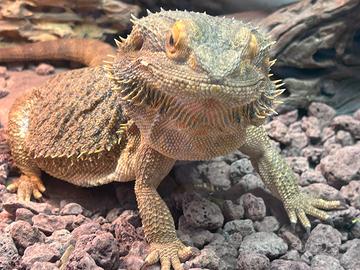 Pogona Vitticeps