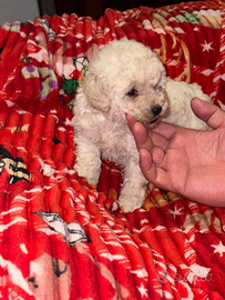 Barboncino nano femmina