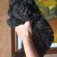 Barboncino Minitoy Silver