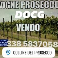 Vigneti di prosecco docg e doc