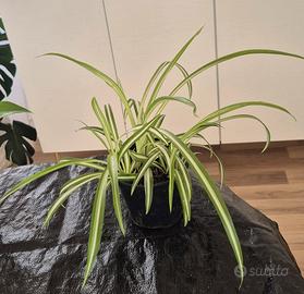 falangio, pianta ragno, nastrini vaso 22 cm