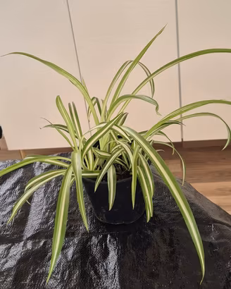 falangio, pianta ragno, nastrini vaso 22 cm