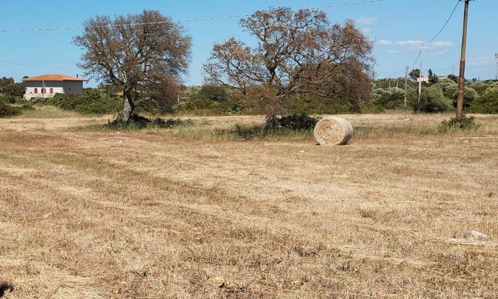 Terreno agricolo Saccheddu