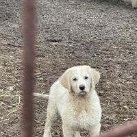 Pastore Asia centrale