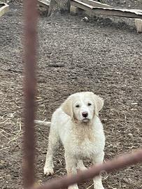 Pastore Asia centrale