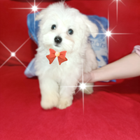 Cuccioli Originali Maltesi 2 mesi disponib