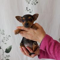 Cuccioli di pinscher nano