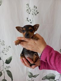 Cuccioli di pinscher nano