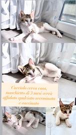 Tenerissimo cucciolo di 3 mesi in adozione