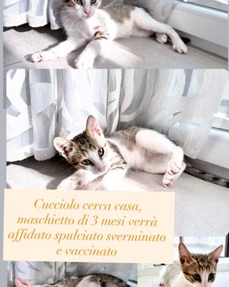 Tenerissimo cucciolo di 3 mesi in adozione