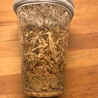 Colonie di Drosophile Turkish Glider - 500 ml