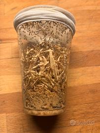 Colonie di Drosophile Turkish Glider - 500 ml