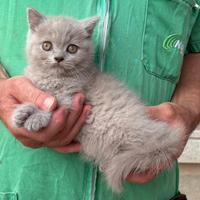 Cuccioli di british shorthair