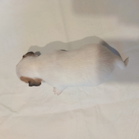 Cuccioli Jack Russell