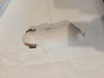 Cuccioli Jack Russell