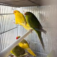 Kakariki pappagalli in molte mutazioni