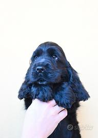 Cucciolo di cocker inglese