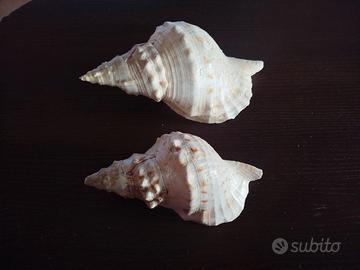 Conchiglie sonore giganti