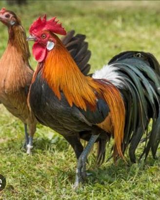 Galline phoenix