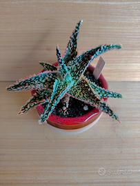 Aloe TCT Hybrid cactus succulente 