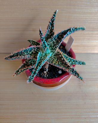 Aloe TCT Hybrid cactus succulente 