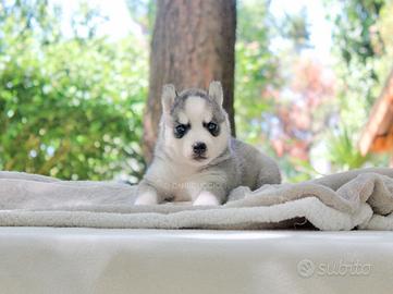 Cuccioli di Husky grigio