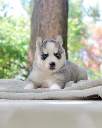 Cuccioli di Husky grigio