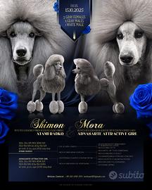 Barbone gigante/ grande mole grigio